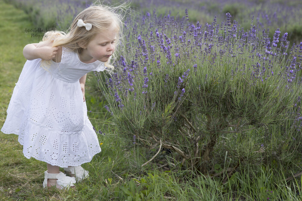 Lavender Field Photography 2020